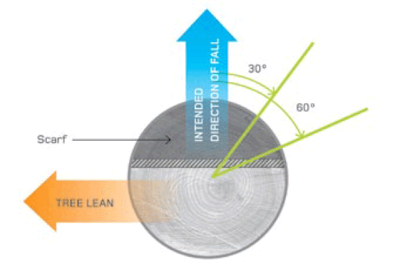 [Image] Aerial view of tree trunk with blue arrow showing intended direction of fall, and an orange arrow indicating tree lean. 