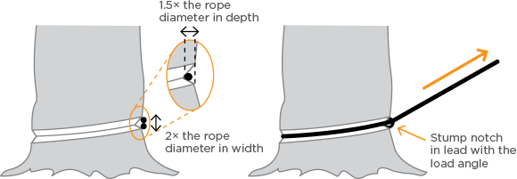 [Image] Tree stump with incision around the trunk and black arrows indicating notch width; second tree stump shows a black rope tied around the notch. 