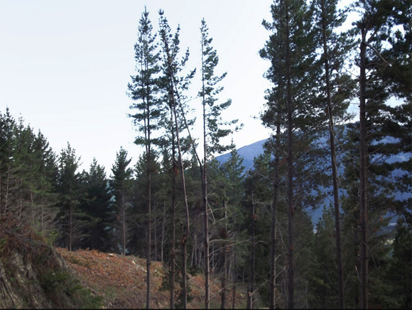 [Image] Trees showing broken branches at the top with other trees and cleared area in the background. 