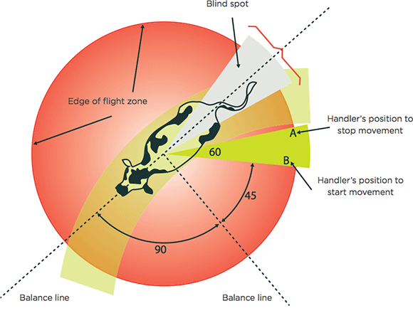 [image] Aerial view of a cow with a shaded area representing its flight zone; arrows indicate a handler's position to start and stop movement