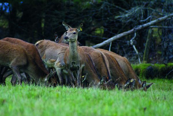 [image] Deer in a field 