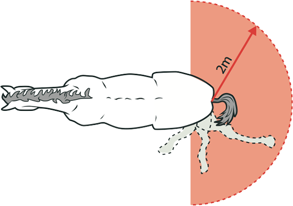 [image] Aerial view of a horse and its potential kick zone; a red arrow and shaded area shows a two metre distance to avoid