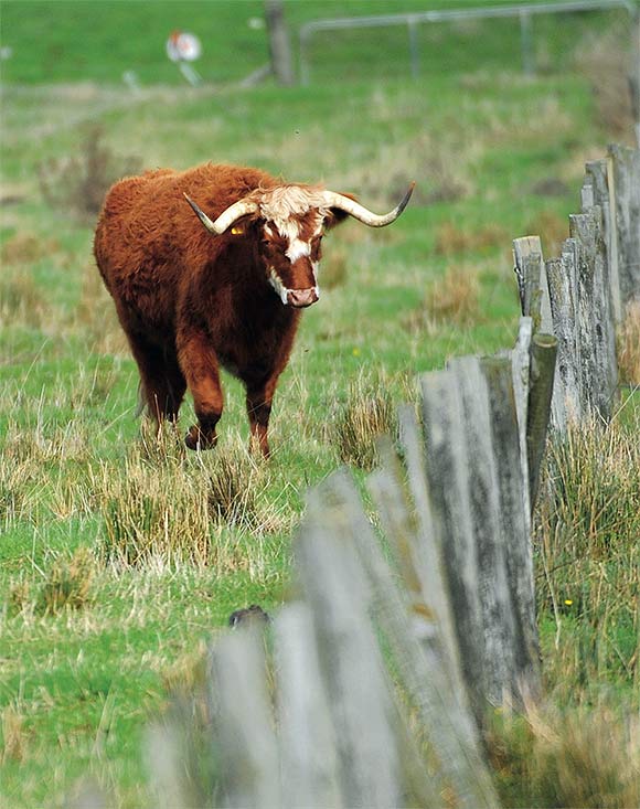 [image] Bull in a fenced field 