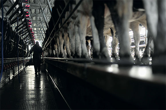 [image] The inside of a milking shed showing cows lined up and a worker carrying a bucket